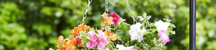 Hanging Baskets